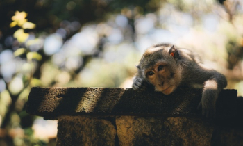 Free Photo of monkey, animal, pet Free Photo of monkey, animal, pet