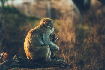 Free Photo of monkey, animal, wildlife Free Photo of monkey, animal, wildlife
