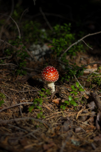 Free Photo of mushroom, fungus, food Free Photo of mushroom, fungus, food