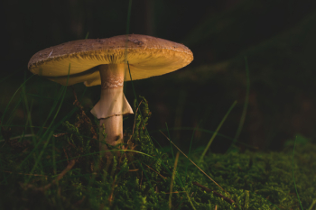 Free Photo of mushroom, fungus, food Free Photo of mushroom, fungus, food