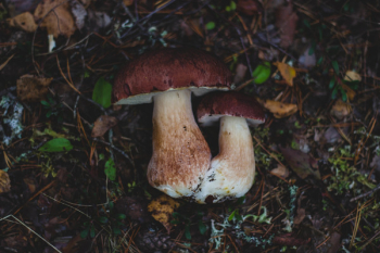 Free Photo of mushroom, fungus, food Free Photo of mushroom, fungus, food