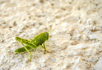 Free Photo of nature, animal, insect Free Photo of nature, animal, insect