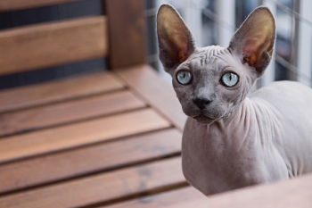 Free Photo of nature, animals, pet Free Photo of nature, animals, pet