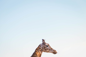 Free Photo of nature, blue, sky Free Photo of nature, blue, sky