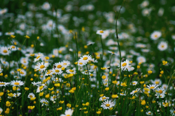 Free Photo of nature, daisies, flowers