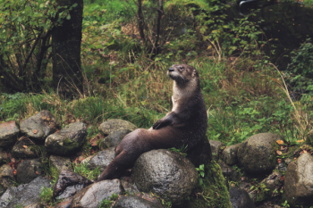 Free Photo of nature, landscape, wildlife
