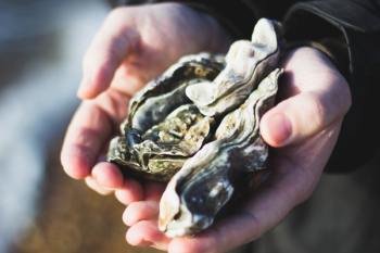 Free Photo of nature, oysters, shells Free Photo of nature, oysters, shells