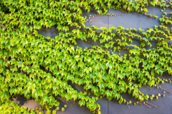 Free Photo of nature, plants, ivy Free Photo of nature, plants, ivy