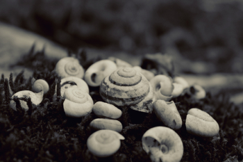 Free Photo of nature, seashells, black and white Free Photo of nature, seashells, black and white