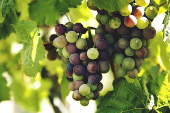 Free Photo of nature, vines, leaves Free Photo of nature, vines, leaves