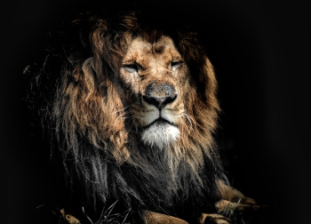 Free Photo of old, age, lion Free Photo of old, age, lion