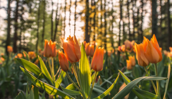 Free Photo of orange, tulips, flowers Free Photo of orange, tulips, flowers