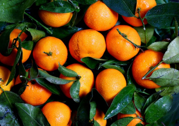 Free Photo of oranges, fruits, citrus Free Photo of oranges, fruits, citrus