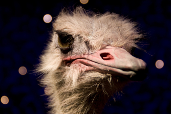 Free Photo of ostrich, bird, animal Free Photo of ostrich, bird, animal