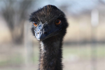 Free Photo of ostrich, bird, animal Free Photo of ostrich, bird, animal