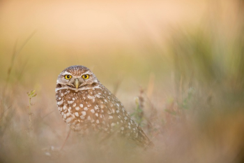 Free Photo of owl, bird, animal Free Photo of owl, bird, animal