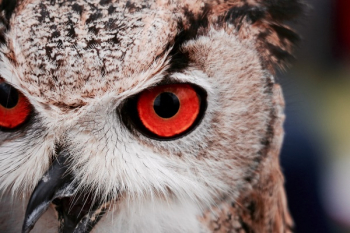 Free Photo of owl, bird, animal Free Photo of owl, bird, animal