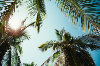 Free Photo of palm trees, palm leaves, sunny
