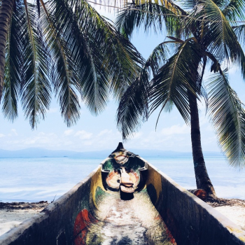 Free Photo of palm trees, tropical, island Free Photo of palm trees, tropical, island
