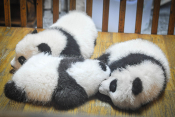 Free Photo of pandas, panda bears, animals Free Photo of pandas, panda bears, animals