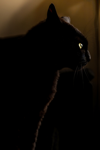 Free Photo of panther, cat, black Free Photo of panther, cat, black