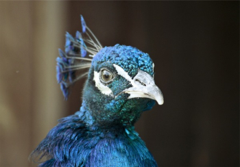 Free Photo of peacock, bird, animal Free Photo of peacock, bird, animal