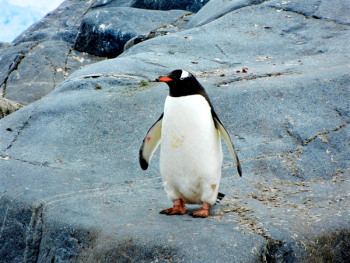 Free Photo of penguin, bird, aquatic animal Free Photo of penguin, bird, aquatic animal