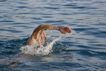 Free Photo of people, man, swim Free Photo of people, man, swim