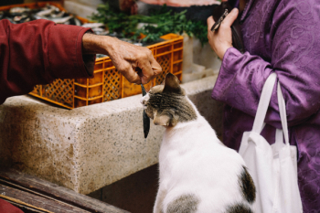 Free Photo of people, market, animals Free Photo of people, market, animals