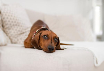 Free Photo of photogenic, dachshund, dog Free Photo of photogenic, dachshund, dog