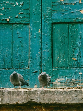 Free Photo of pigeon, dove, bird Free Photo of pigeon, dove, bird