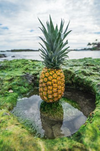 Free Photo of pineapple, dessert, appetizer Free Photo of pineapple, dessert, appetizer
