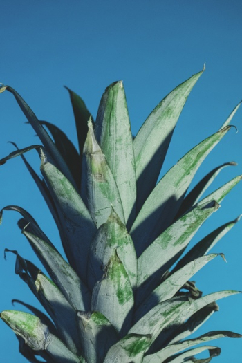 Free Photo of pineapple, dessert, appetizer Free Photo of pineapple, dessert, appetizer