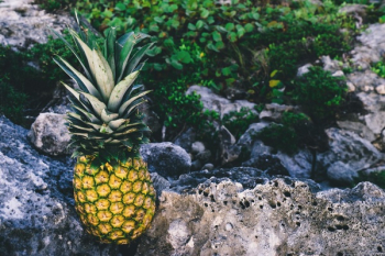 Free Photo of pineapple, dessert, appetizer Free Photo of pineapple, dessert, appetizer