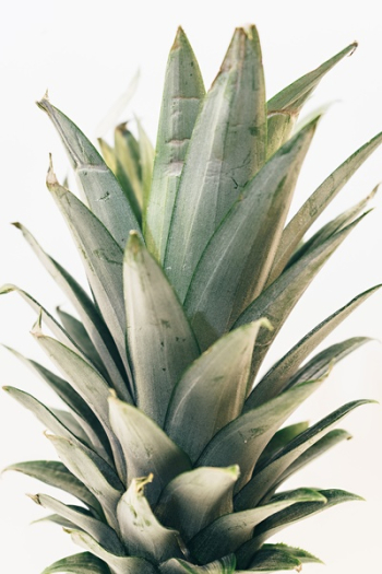 Free Photo of pineapple, dessert, appetizer Free Photo of pineapple, dessert, appetizer