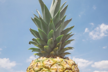 Free Photo of pineapple, dessert, appetizer Free Photo of pineapple, dessert, appetizer