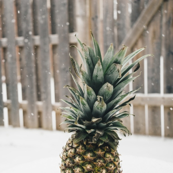 Free Photo of pineapple, dessert, appetizer Free Photo of pineapple, dessert, appetizer