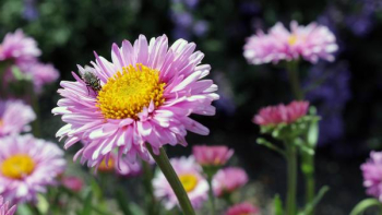 Free Photo of pink, flower, fly