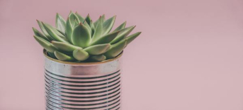 Free Photo of pink, house, plant Free Photo of pink, house, plant
