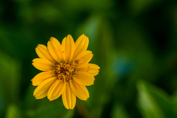 Free Photo of plants, flower, sunflower Free Photo of plants, flower, sunflower
