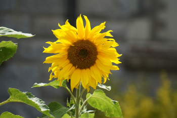 Free Photo of plants, flower, sunflower Free Photo of plants, flower, sunflower