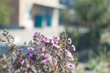 Free Photo of plants, flowers Free Photo of plants, flowers