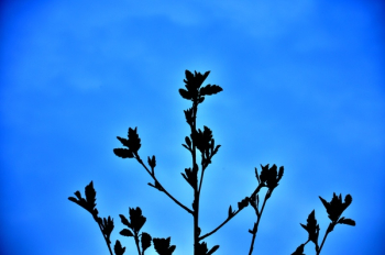 Free Photo of plants, nature, blue Free Photo of plants, nature, blue