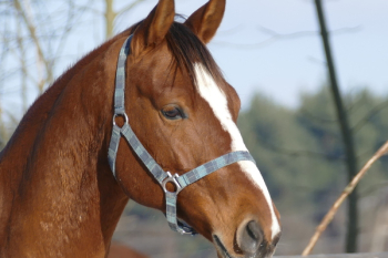 Free Photo of Poland, Cracow, animal