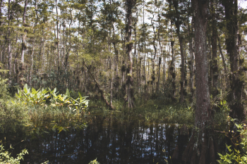 Free Photo of pond, water, nature Free Photo of pond, water, nature