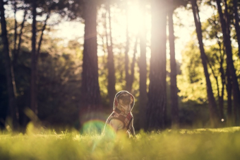 Free Photo of pug, dog, animals Free Photo of pug, dog, animals