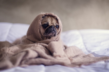 Free Photo of pug, dog, animals Free Photo of pug, dog, animals