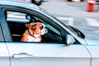 Free Photo of pug, dog, pet Free Photo of pug, dog, pet
