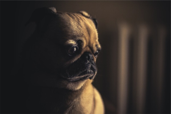Free Photo of pug, dog, pet Free Photo of pug, dog, pet