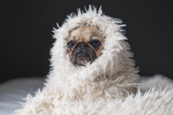 Free Photo of pug, dog, pet Free Photo of pug, dog, pet